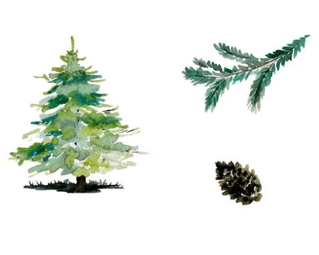 Christmas tree branch with pine cones, watercolor drawn. Stock Illustration