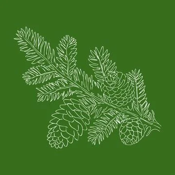 Christmas tree branch with pine cones Stock Illustration