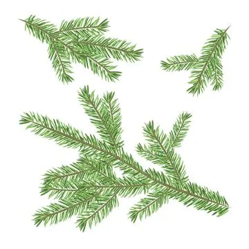 Christmas tree branch set Illustrazione stock