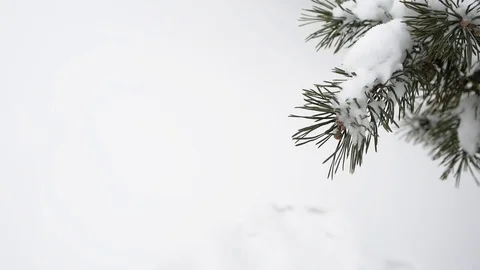 Christmas tree branch on snow background Stock Footage