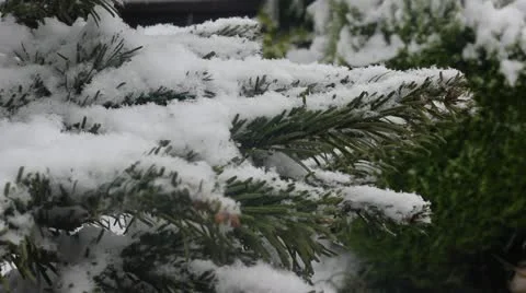 Christmas tree branch with snow falling Stock Footage 20484985