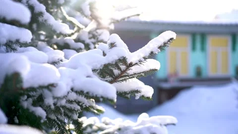 Christmas tree branch in the snow with falling snowflakes Stock Footage 293302946