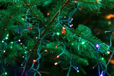 Christmas tree branch in strings of multicolor fairy lights Stock Photos