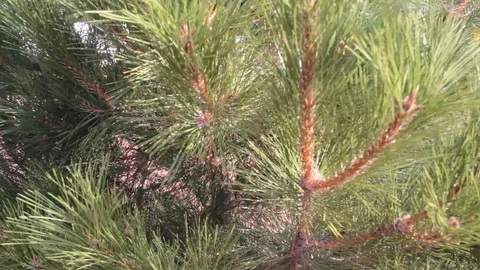 Christmas tree branch summer bump Stock Footage 87597173