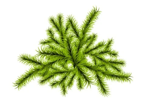 Christmas tree branch template Stock Illustration