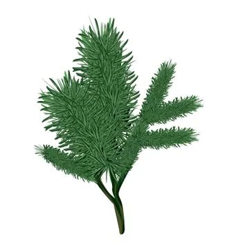 Christmas tree branch, vector isolated illustration, new year, christmass Stock Illustration