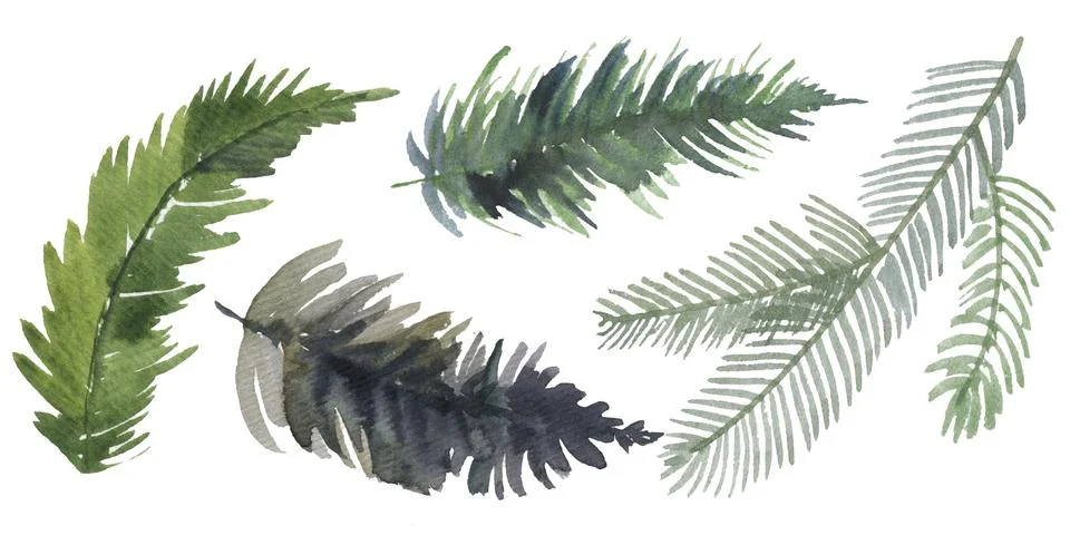 Christmas tree branches and pine trees with cones. Hand drawing. objects in the Illustrazione stock