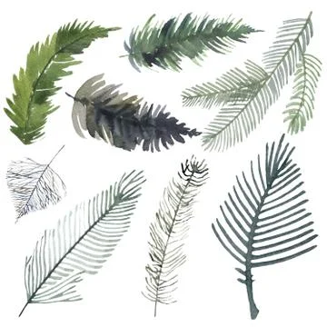 Christmas tree branches and pine trees with cones. Hand drawing. objects in the Illustrazione stock