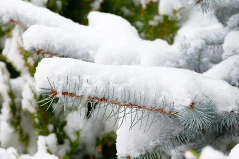 Christmas tree branches are covered with snow. Frosty snowy winter. Stock Photos