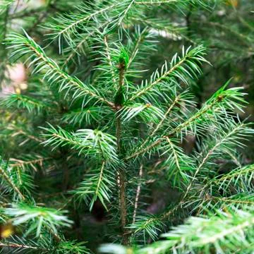 Christmas tree branches background Stock Photos