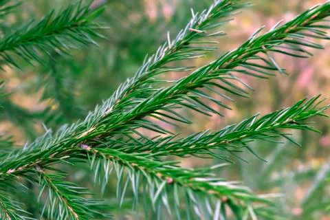 Christmas tree branches background Stock Photos