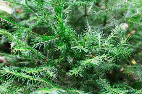 Christmas tree branches background Stock Photos