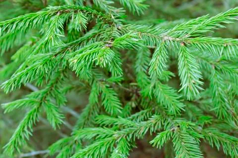 Christmas tree branches background Stock Photos