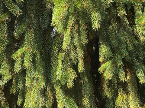 Christmas tree branches background. Stock Photos