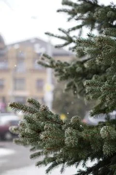 Christmas tree branches on a background of snowfall in the city. Christmas an Stock Photos