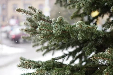 Christmas tree branches on a background of snowfall in the city. Christmas an Stock Photos