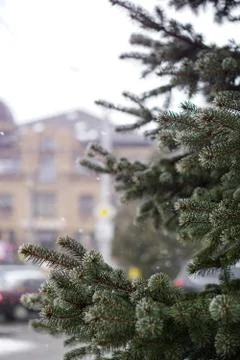 Christmas tree branches on a background of snowfall in the city. Christmas an Stock Photos