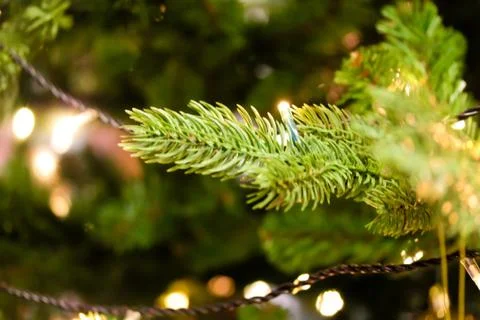 Christmas tree branches close up decorated with garland lights Stock Photos