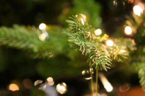 Christmas tree branches close up decorated with garland lights Stock Photos