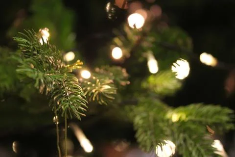Christmas tree branches close up decorated with garland lights Stock Photos