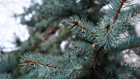 Christmas tree branches, close up. green fir branches, close up. Stock Footage 98602764