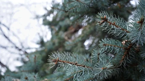 Christmas tree branches, close up. green fir branches, close up. Stock Footage 98602771