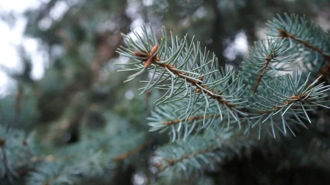 Christmas tree branches, close up. green fir branches, close up. Stock Footage 98602772