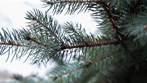 Christmas tree branches, close up. green fir branches, close up. Stock Footage 98602773