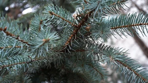 Christmas tree branches, close up. green fir branches, close up. Stock Footage 98602776