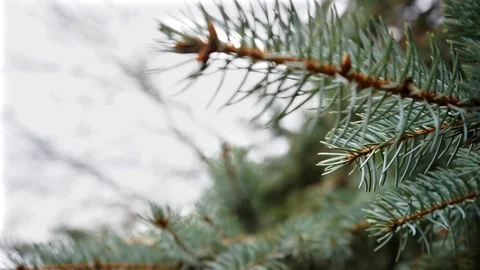 Christmas tree branches, close up. green fir branches, close up. Stock Footage 98602780