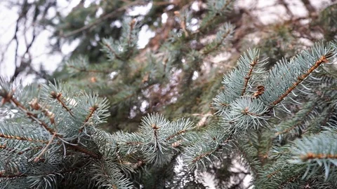 Christmas tree branches, close up. green fir branches, close up. Stock Footage 98602782
