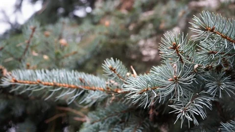 Christmas tree branches, close up. green fir branches, close up. Stock Footage 98602786