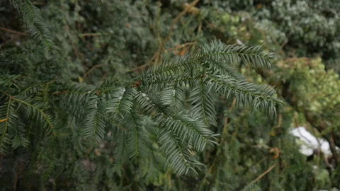 Christmas tree branches close-up. Light camera movement. Green nature background Stock Footage 257343483
