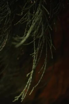 Christmas tree branches close-up Stock Photos