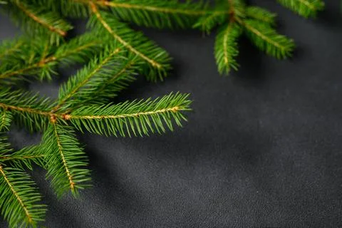 Christmas tree branches close-up in Sharpness. Dark black background, top vie Stock Photos