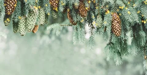 Christmas tree branches with cones in snow with lights Stock Photos