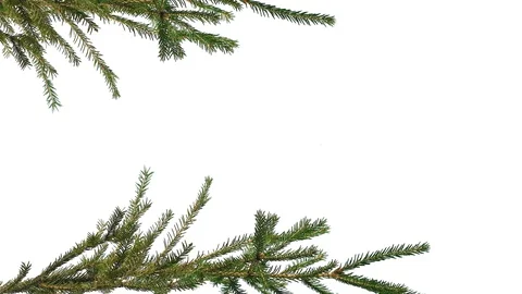 Christmas tree branches at the edges of the screen on an isolated Stock Footage 93887146