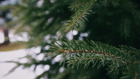 Christmas tree branches Stock Footage 98800647