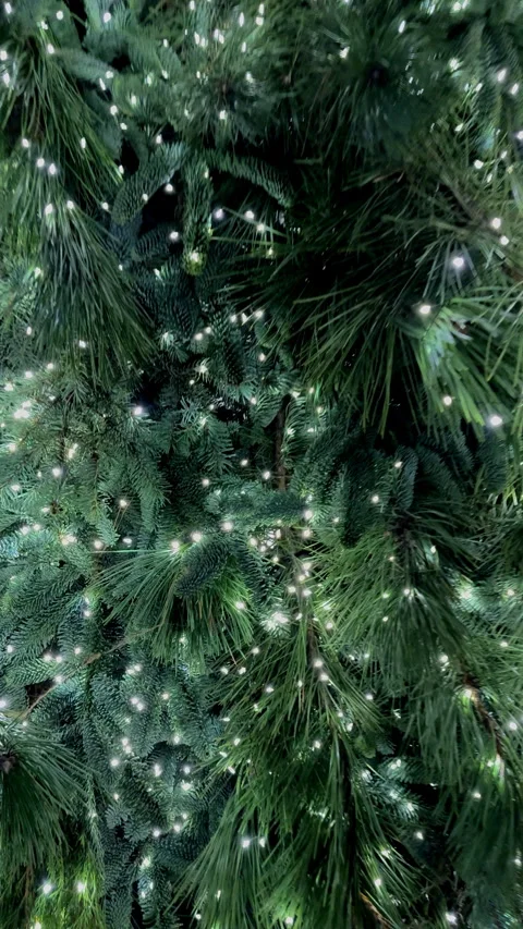 Christmas tree branches Stock Footage 338294605