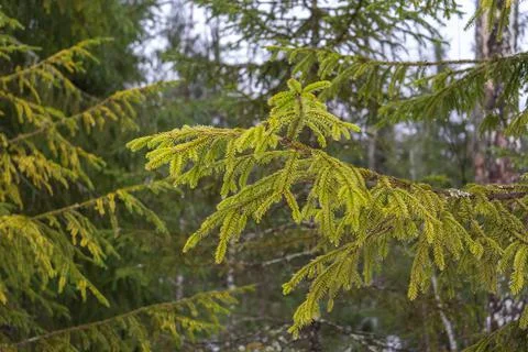 Christmas tree branches in the forest close up in early spring. Fir green Stock Photos
