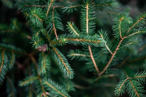 Christmas tree branches in the forest close-up, natural background. 스톡 사진