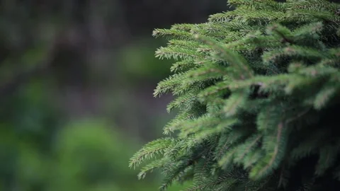 Christmas tree branches moving in the wind Vídeo Stock 119846246