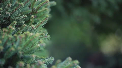 Christmas tree branches moving in the wind Stock Footage 119846281