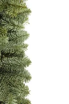 Christmas tree branches Stock Photos