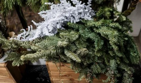 Christmas tree branches. Stock Photos