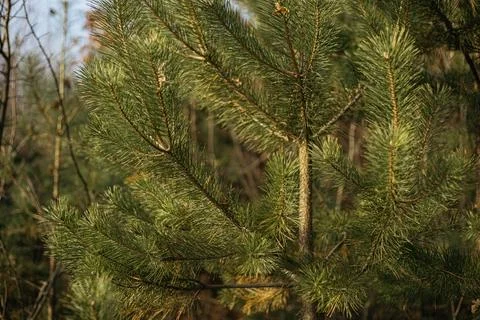Christmas tree branches Stock Photos