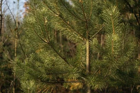 Christmas tree branches Stock Photos