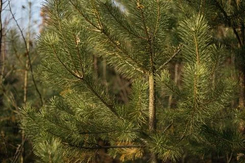 Christmas tree branches Stock Photos