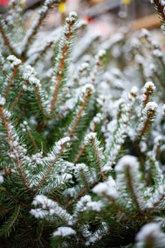 Christmas tree branches 스톡 사진