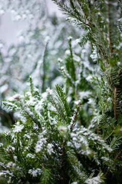 Christmas tree branches Stock Photos